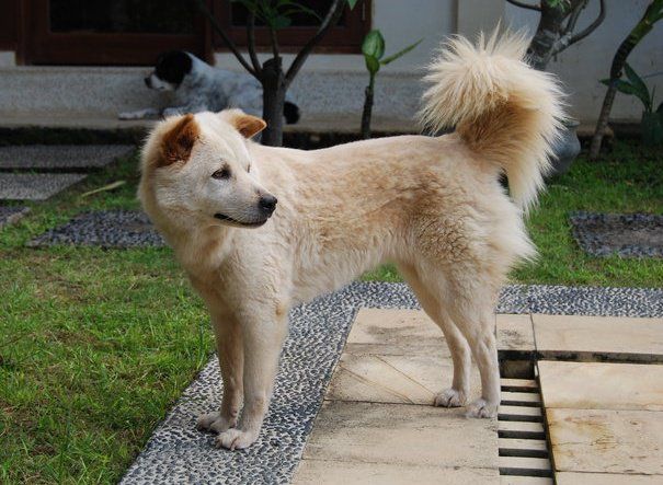 anjing kintamani