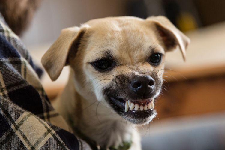 perhitungan anjing bali