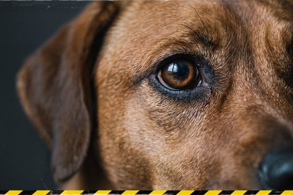Anjing Betina Dibuang di Bali: Salah Induknya atau Owner yang FOMO?